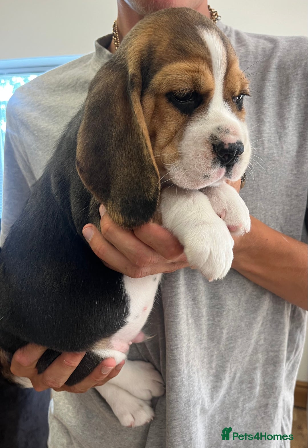 Beagle dogs for sale: Adorable Puppies- KC Reg  - Image 8