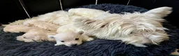 Westiepoo dogs for sale: Gorgeous Westiepoo Puppies - Advert 4