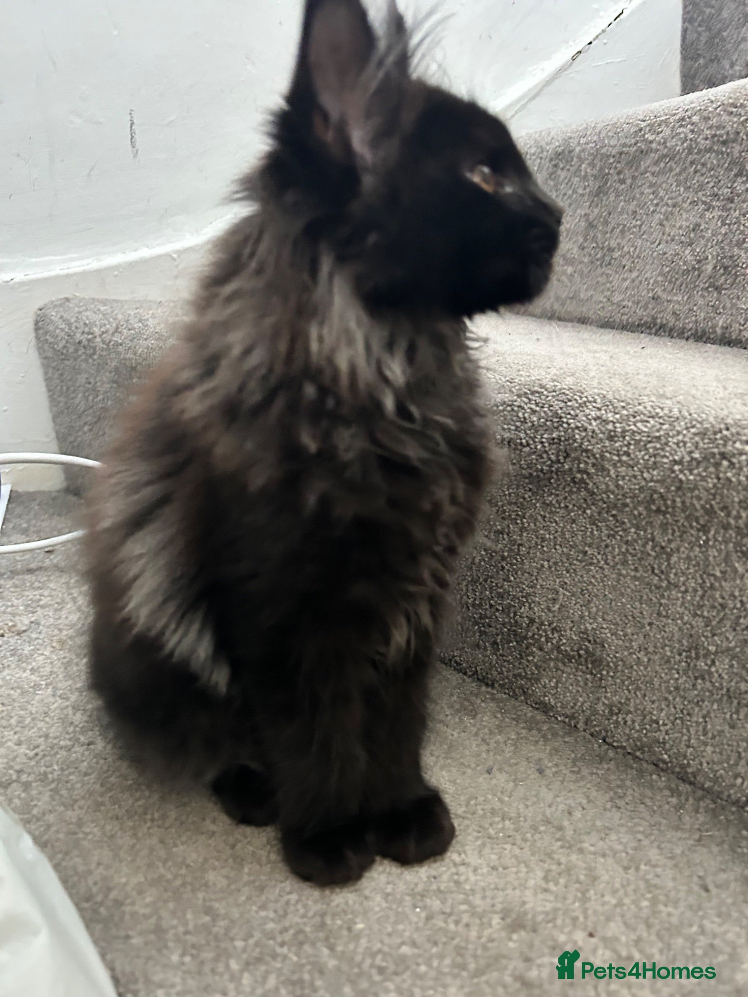 Maine Coon cats Beautiful Mainecoon kittens (Active) - Advert 17