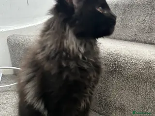 Maine Coon cats Beautiful Mainecoon kittens (Active) - Advert 8