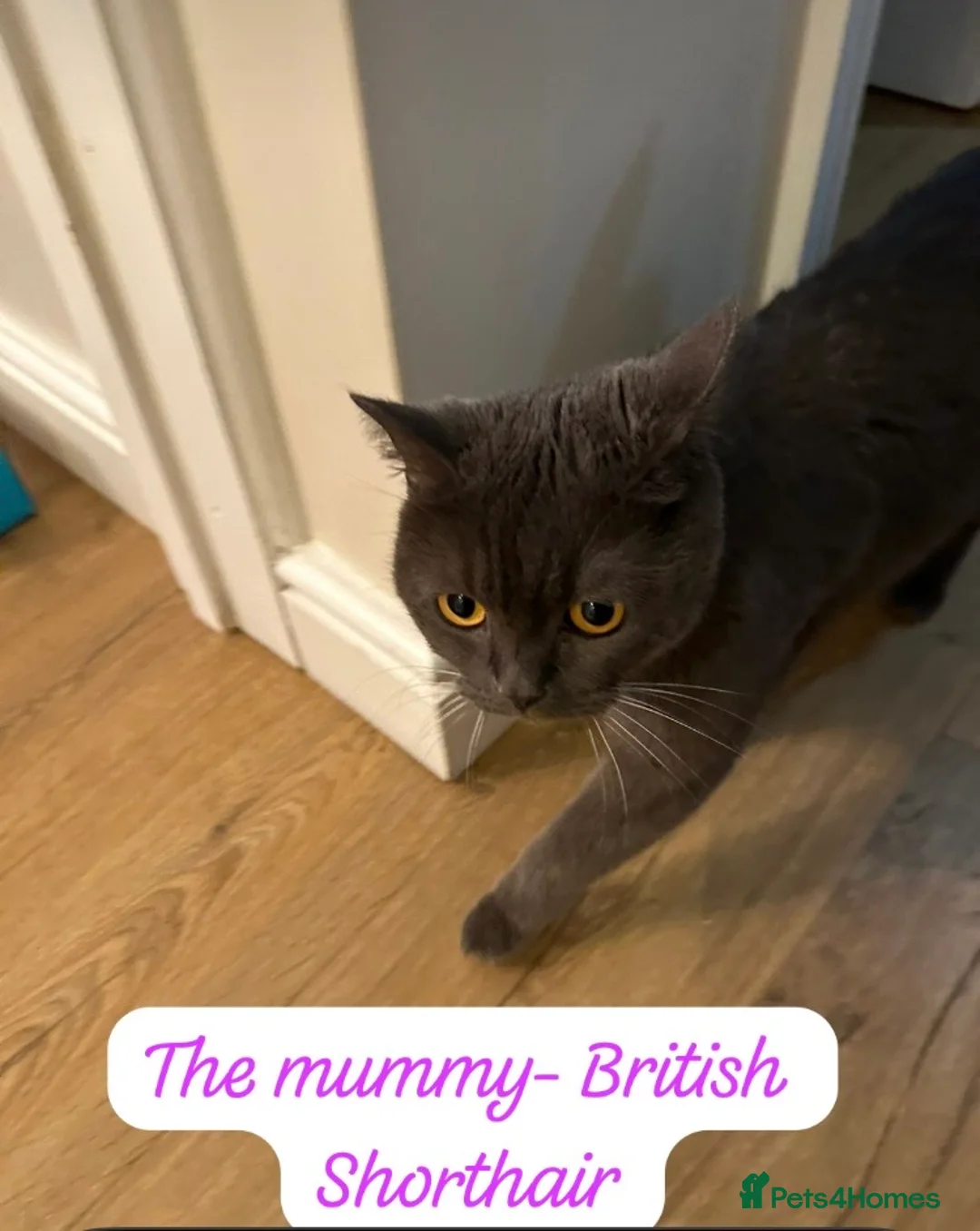 British Shorthair cats for sale: British Shorthair Kittens –Boy &Girl(4 months old) - Advert 2