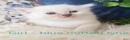 Ragdoll cats for sale: GCCF REGISTERED BEAUTIFUL RAGDOLLS KITTENS  - Advert 30