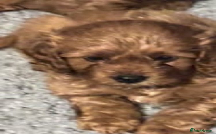 Cavapoo dogs - Advert 1