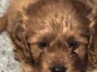 Cavapoo dogs - Advert 6