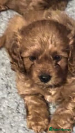 Cavapoo dogs - Advert 2