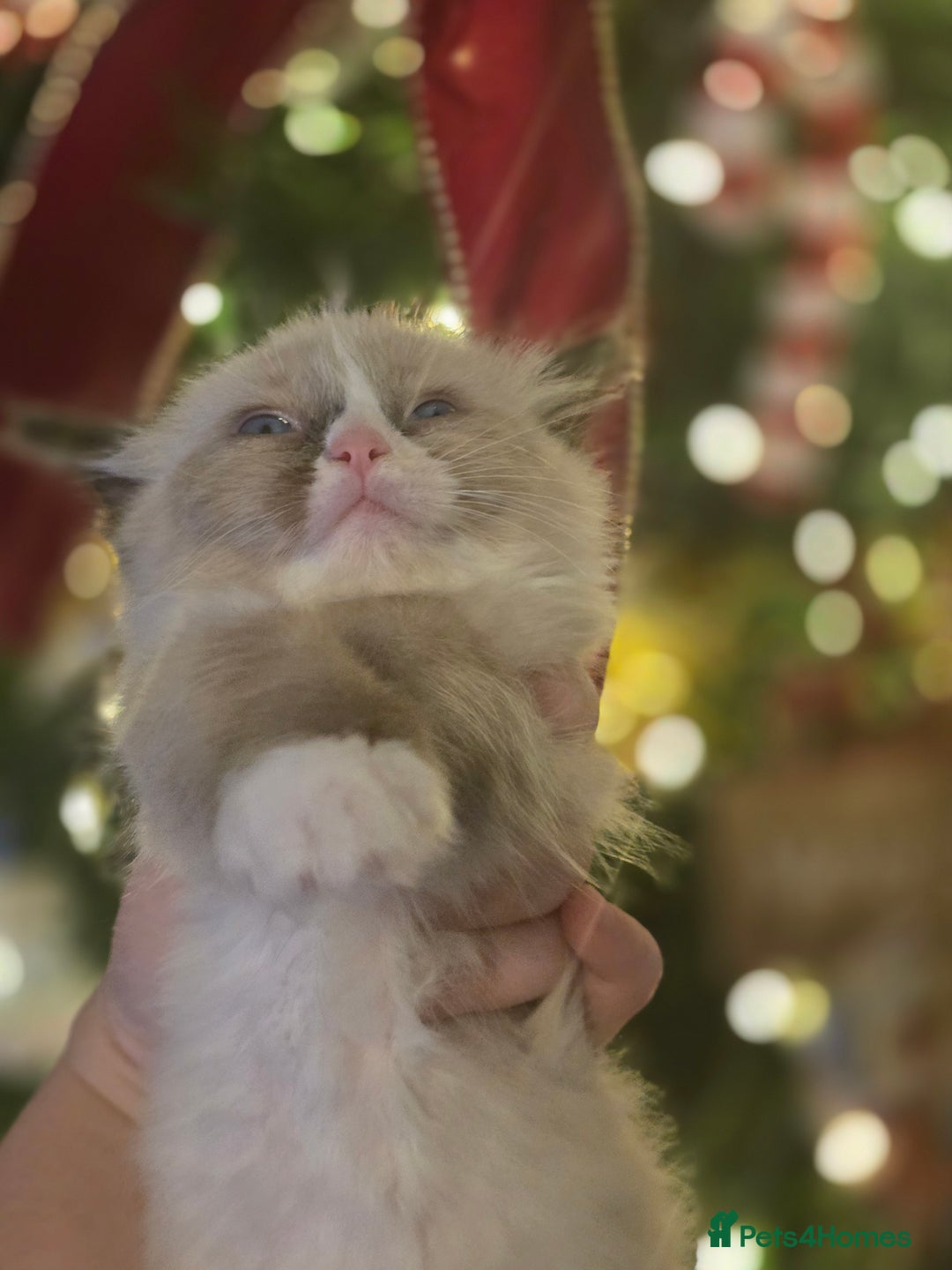 Ragdoll cats for sale: 4 pure ragdolls. 21st of Dec Reservation taken now - Advert 16