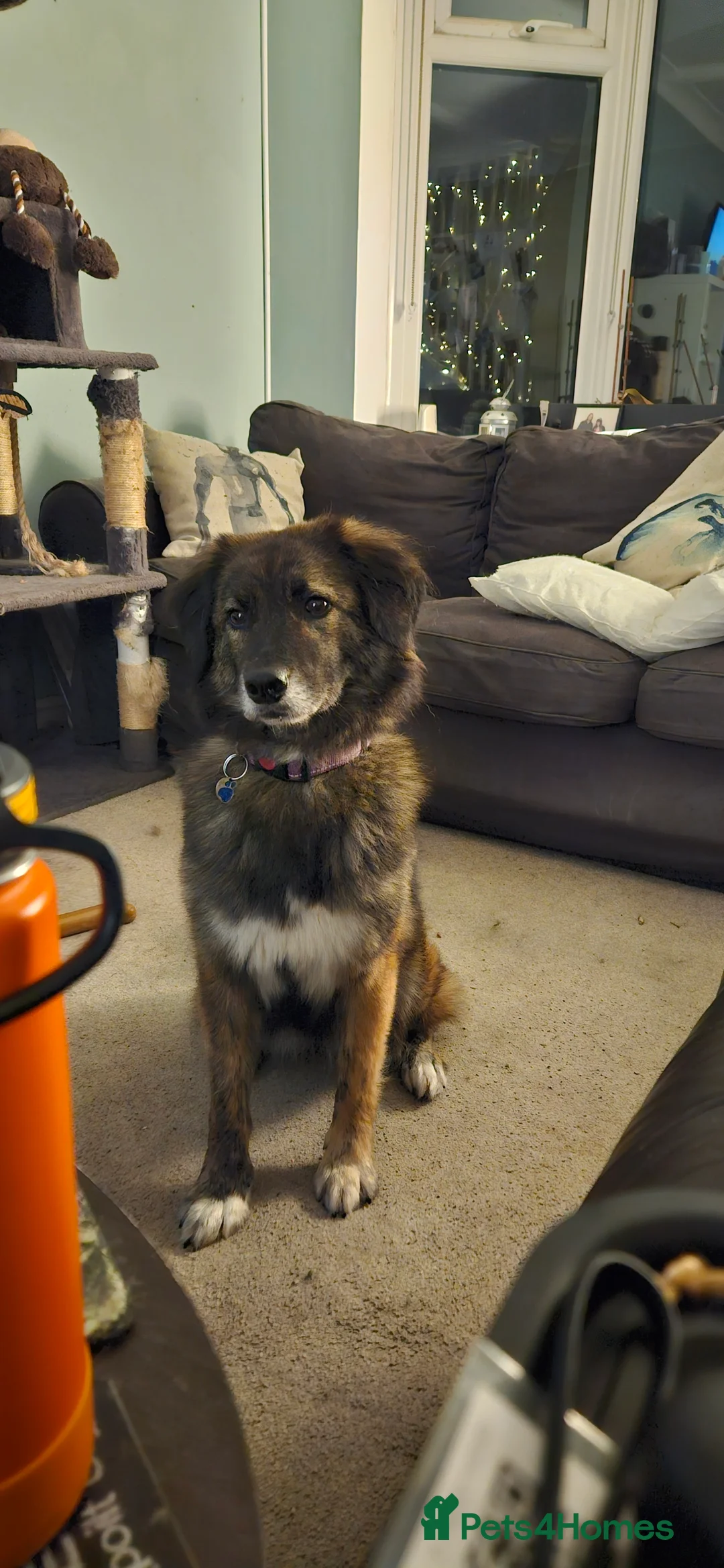 Mixed Breed dogs for adoption: Snuggly Sally - Advert 1