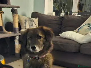 Mixed Breed dogs Snuggly Sally - Advert 2