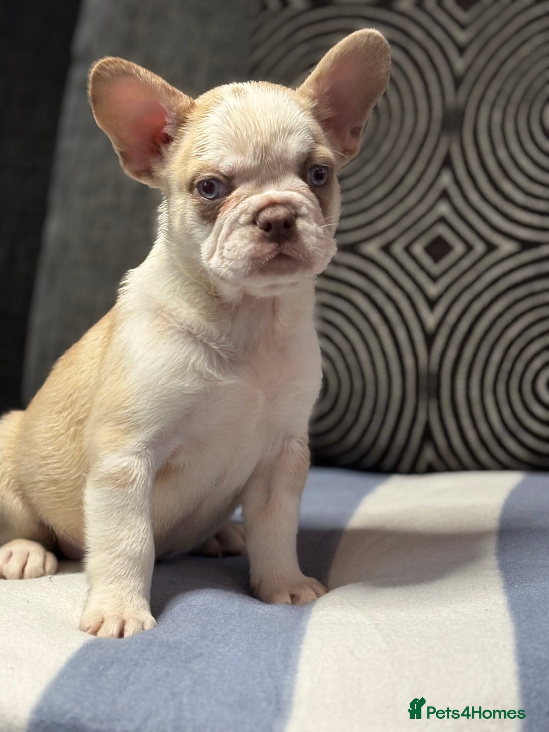 French Bulldog dogs for sale: Beautiful French Bulldog Puppies Available  - Image 5