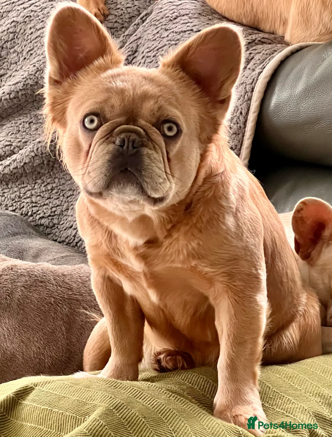 French Bulldog dogs for sale: Beautiful Quality Fluffy French Bulldog Puppies  - Advert 2