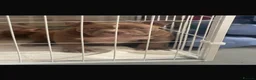 American Bully dogs for sale: Pocket Bully’s  - Advert 1