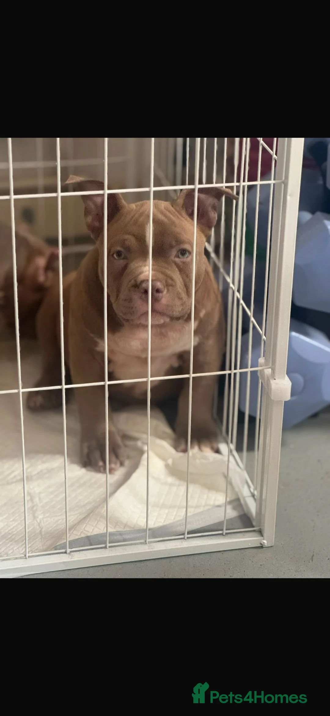 American Bully dogs for sale: Pocket Bully’s  - Advert 1
