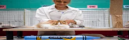 Scottish Fold cats for sale: Beautiful show quality scottish fold boys - Advert 9