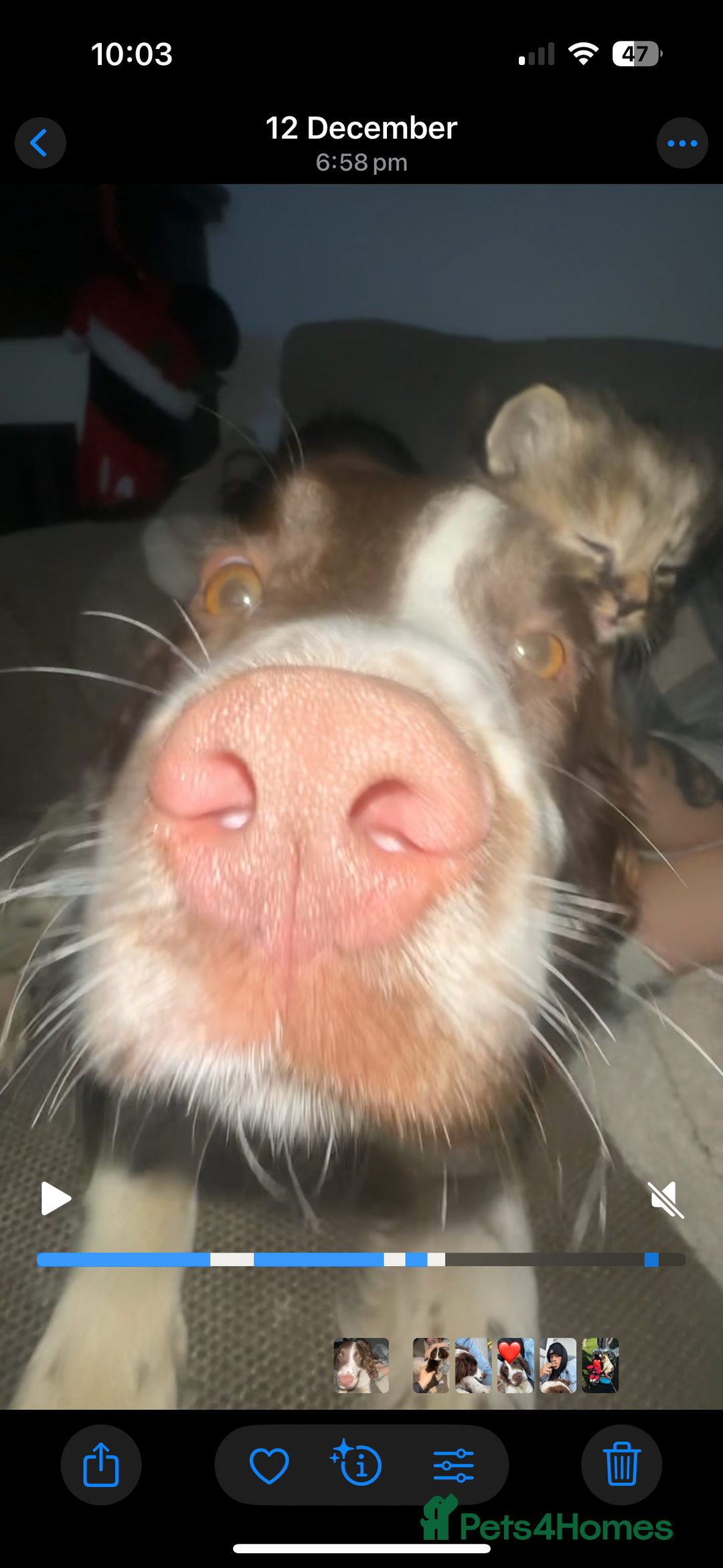 English Springer Spaniel dogs for sale: Rolo the spring spaniel  - Advert 6