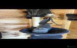 British Shorthair cats for sale: *READY NOW*Stunning bsh for sale (1 BOY 💙) - Image 7