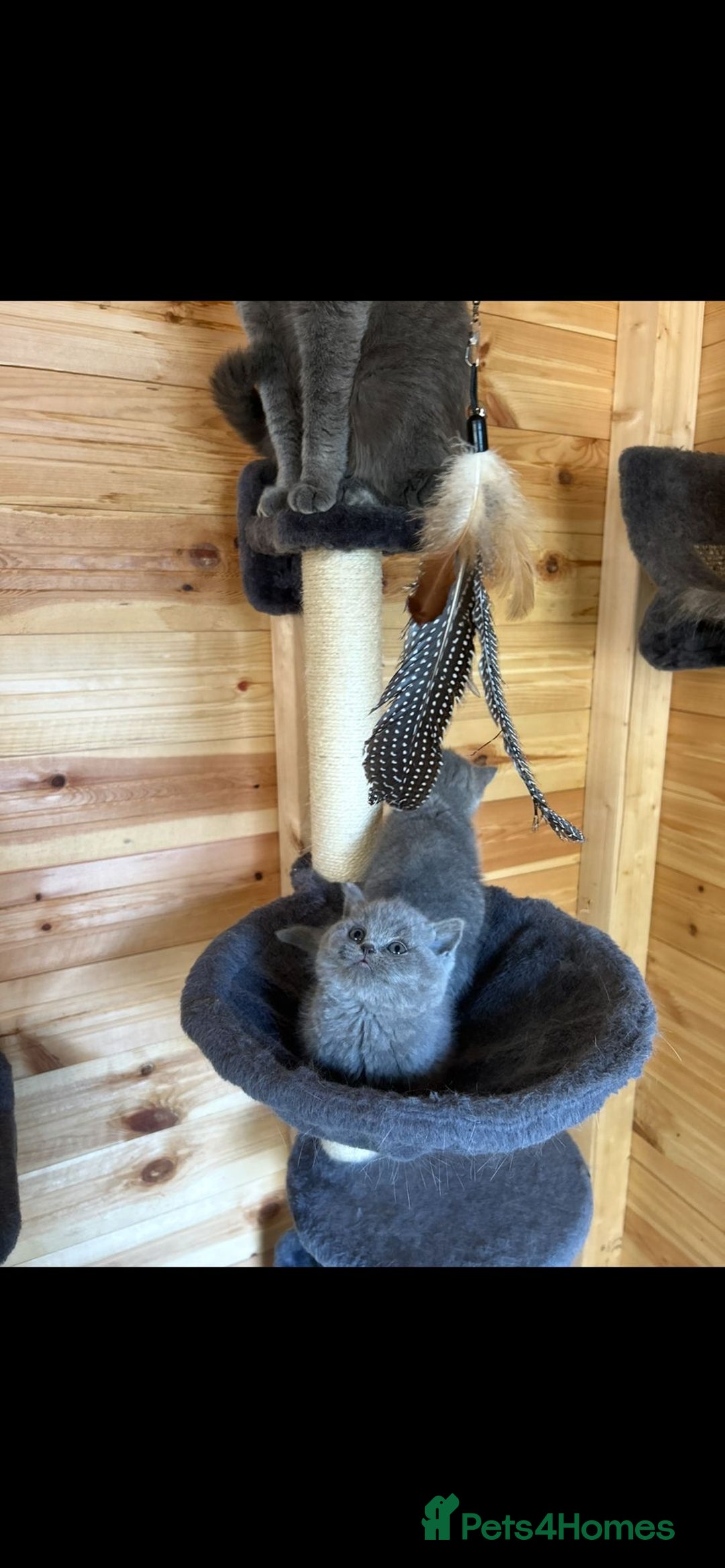 British Shorthair cats for sale: *READY NOW*Stunning bsh for sale (1 BOY 💙) - Image 7
