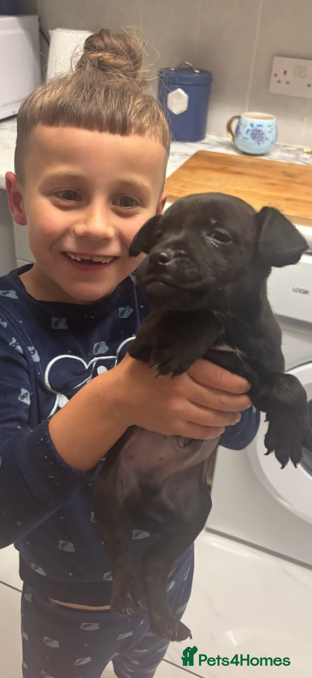 Patterdale Terrier dogs for sale: Patterdale terrier male puppy - Image 2