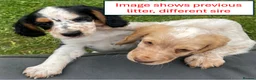 Cocker Spaniel dogs for sale: Working cocker spaniel puppies due 7th Sept - Advert 5