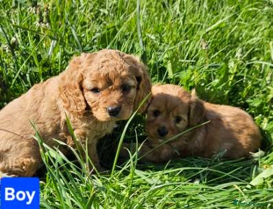 Cavapoo dogs Beautiful cavapoo puppies for sale  - Advert 11