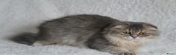 Scottish Fold cats for sale: Beautiful kittens - Advert 11