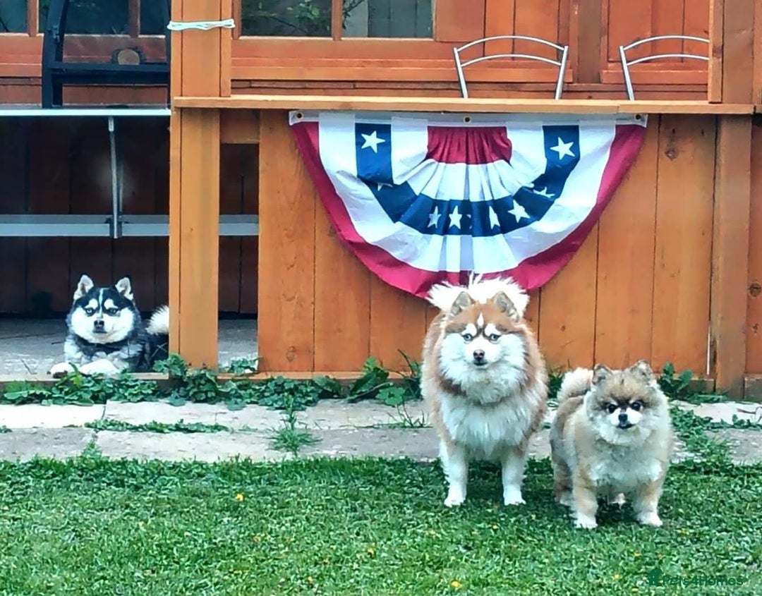 Pomsky dogs for sale: Micro F4 pomsky pups  - Advert 10