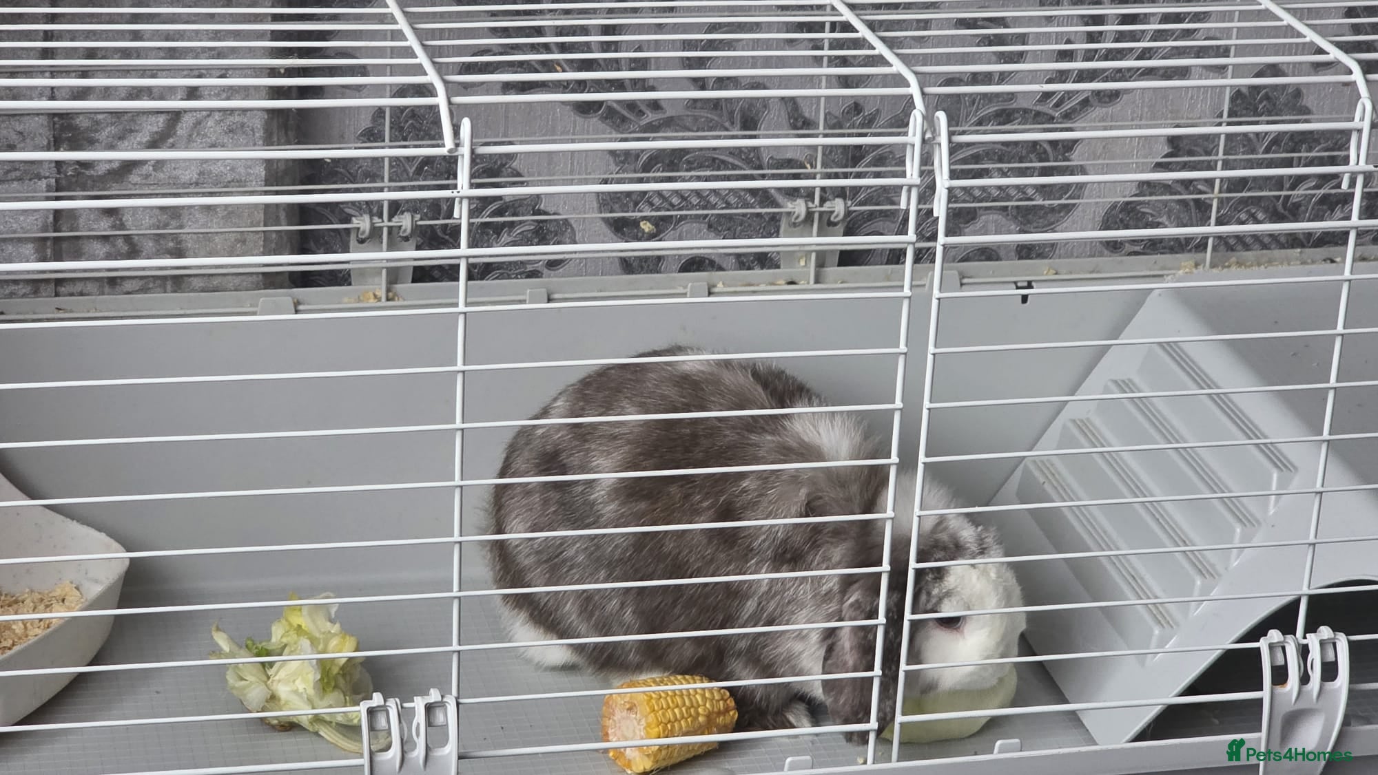 Mixed Breed rabbits Rabbit for free - Advert 5