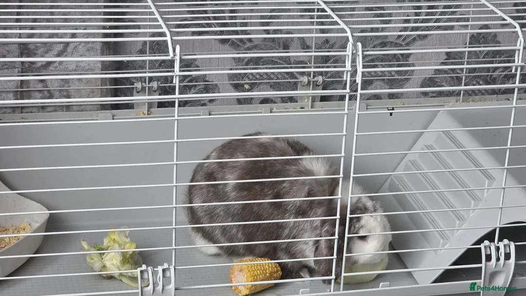 Mixed Breed rabbits for sale: Rabbit for free in King's Lynn - Advert 1