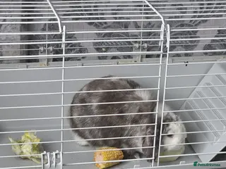 Mixed Breed rabbits Rabbit for free - Advert 1