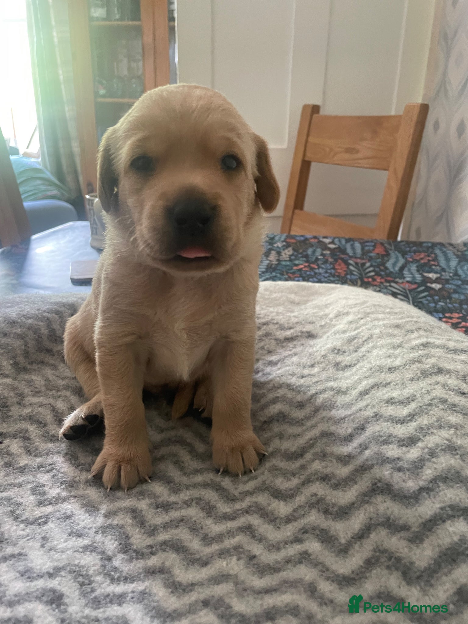Labrador Retriever dogs KC Registered Health Tested Labrador Puppies - Advert 1