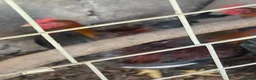Chickens poultry for sale: Wellsummer cockerals in Shrewsbury - Advert 2
