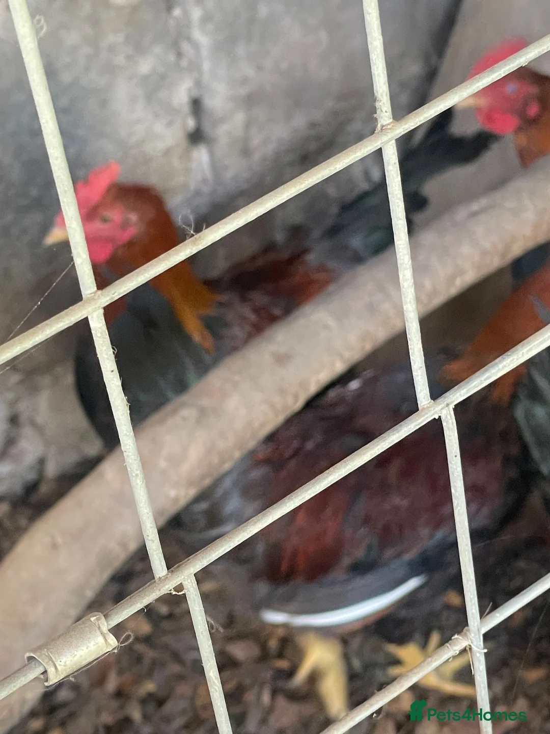 Chickens poultry for sale: Wellsummer cockerals in Shrewsbury - Advert 2