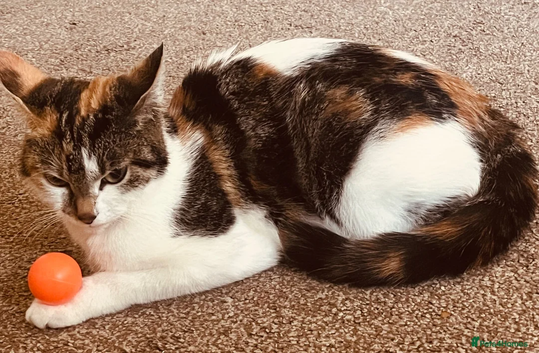 Mixed Breed cats for sale: Kittens for sale - Advert 12