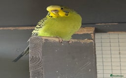 Budgerigars birds for sale: Budgies for sale - Image 11