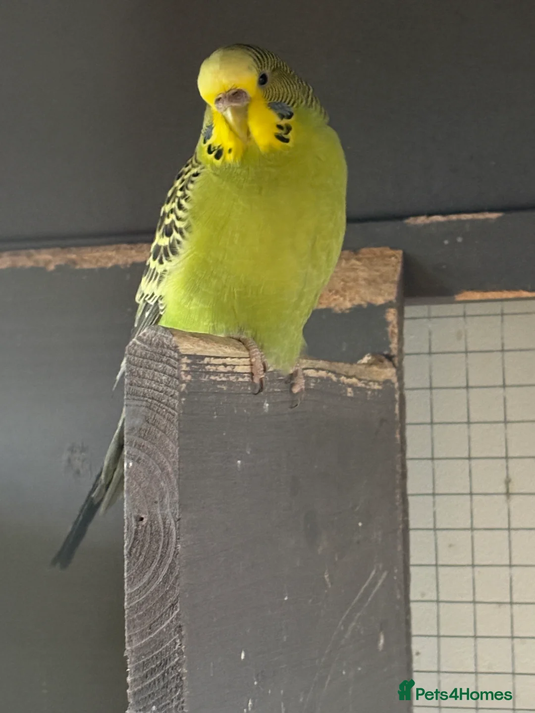 Budgerigars birds for sale: Young Budgies for sale - Advert 11