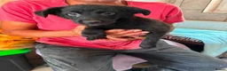 Mixed Breed dogs for adoption: Meet Clover, currently residing in Cheshire  - Advert 3