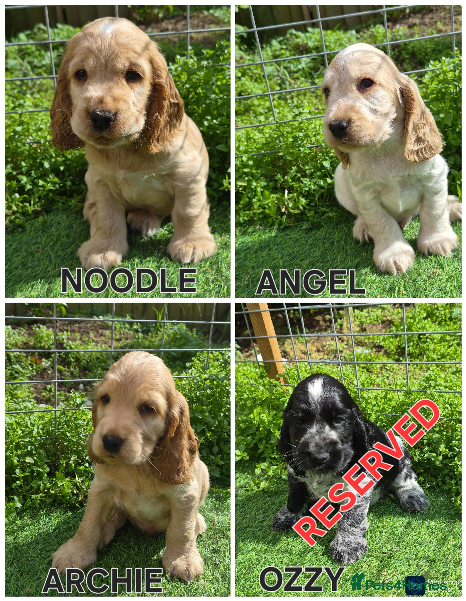 Cocker Spaniel dogs Open for reserve English Cocker Spaniel puppies - Advert 5