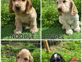 Cocker Spaniel dogs Open for reserve English Cocker Spaniel puppies - Advert 5