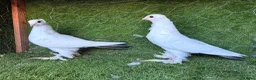 Pigeons birds for sale: Premium Breeding Pigeons Top Quality Pairs Availab - Advert 3