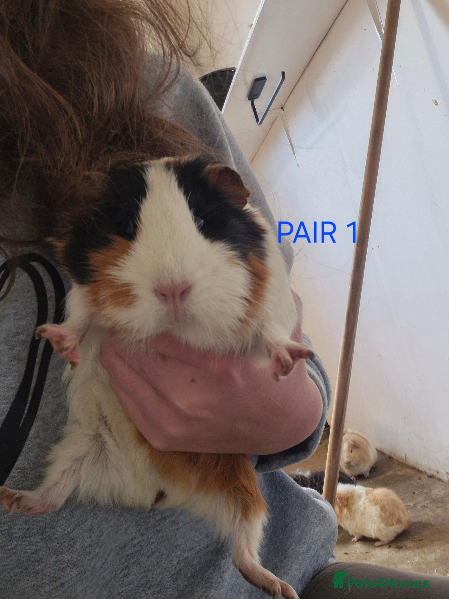 Guinea Pig rodents Female pairs for sale  - Advert 1