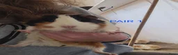 Guinea Pig rodents for sale: Female pairs for sale  - Advert 1