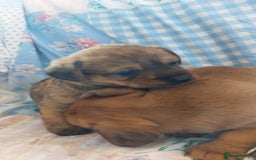 Mixed Breed dogs for sale: Dachsund pomeranian  - Image 1