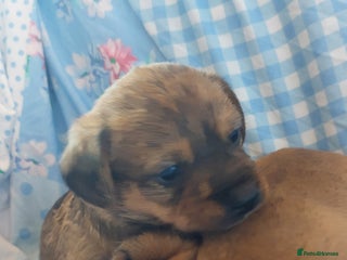 Mixed Breed dogs - Advert 2