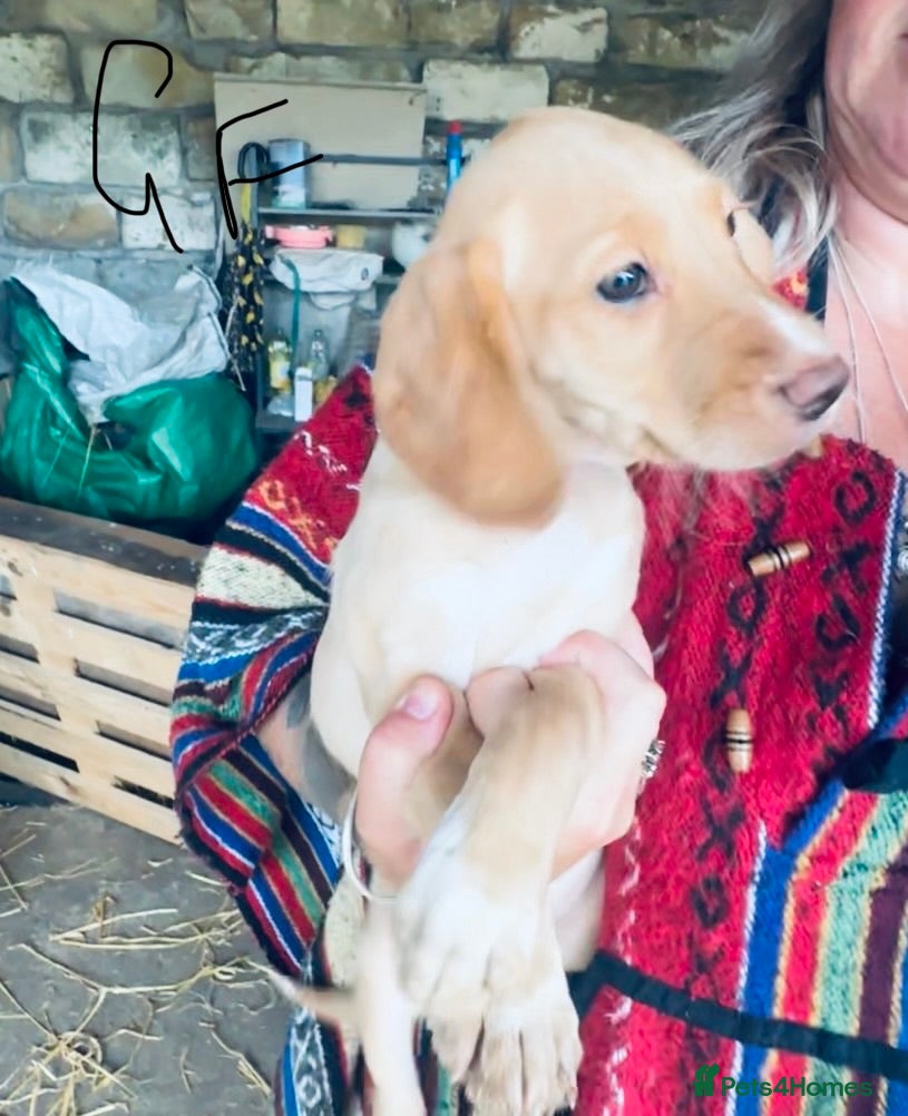 Cockerdor dogs Stunning Cockerdor puppies - Advert 2