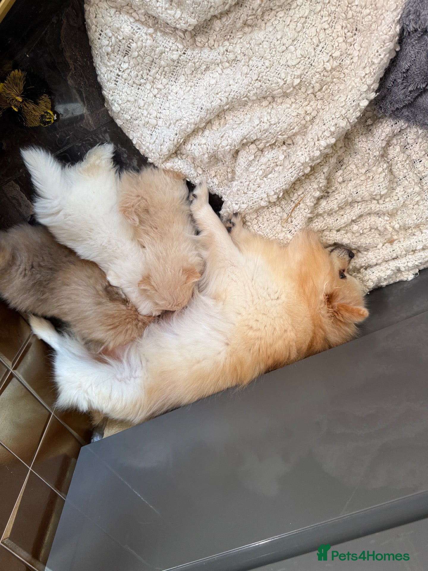 Pomeranian dogs Tiny Pomeranians  - Advert 12