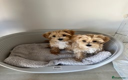 Maltipoo dogs for sale: Beautiful Maltipoo’s LAST LITTLE BOY LEFT - Image 5