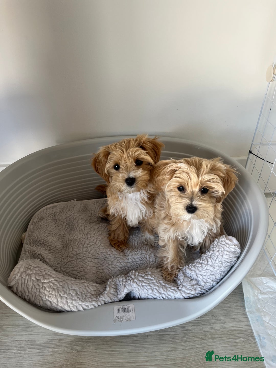 Maltipoo dogs for sale: Beautiful Maltipoo’s LAST LITTLE BOY LEFT - Image 5