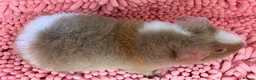 Guinea Pig rodents for sale: Gorgeous pair of Teddy boys/boars/males - Advert 9