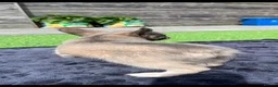French Bulldog dogs for sale: 3 beautiful pups  - Advert 13