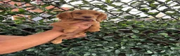Cocker Spaniel dogs for sale: Beautiful Chunky Golden Cocker Spaniel Puppies.  - Advert 11