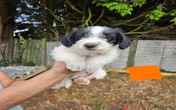 Jackapoo dogs for sale: Jackapoo puppies x7 - Image 3